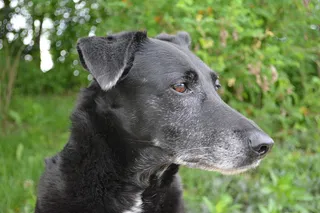 狗，动物肖像，杂种，宠物，忠诚，爱，狗头，动物