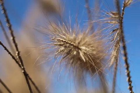 灌木,干燥,灌木,草,自然,生长,白天,花 灌木,干燥,灌木,草,自然,生长,白天,花