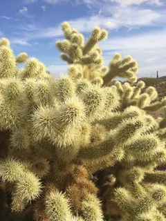 乔拉,泰迪熊仙人掌,泰迪熊,沙漠,仙人掌,亚利桑那州,美国西南部 乔拉,泰迪熊仙人掌,泰迪熊,沙漠,仙人掌,亚利桑那州,美国西南部