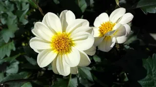 自然，植物，花卉，植物，绿色，白色，黄色，五颜六色