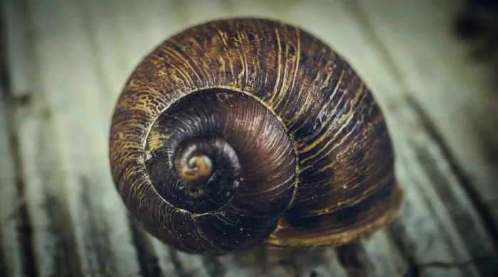 蜗牛，宏，螺旋，动物，壳，动物主题，动物野生动物，动物壳