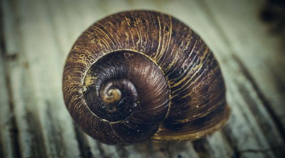 蜗牛，宏，螺旋，动物，壳，动物主题，动物野生动物，动物壳