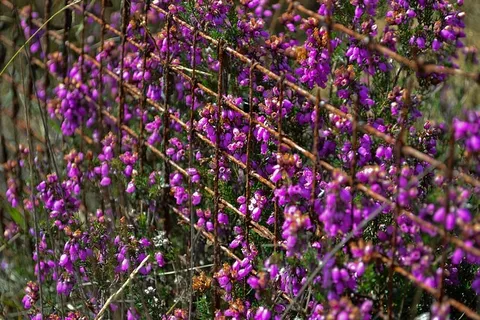 锈，植物，紫罗兰，植物，自然，锈，旧，金属