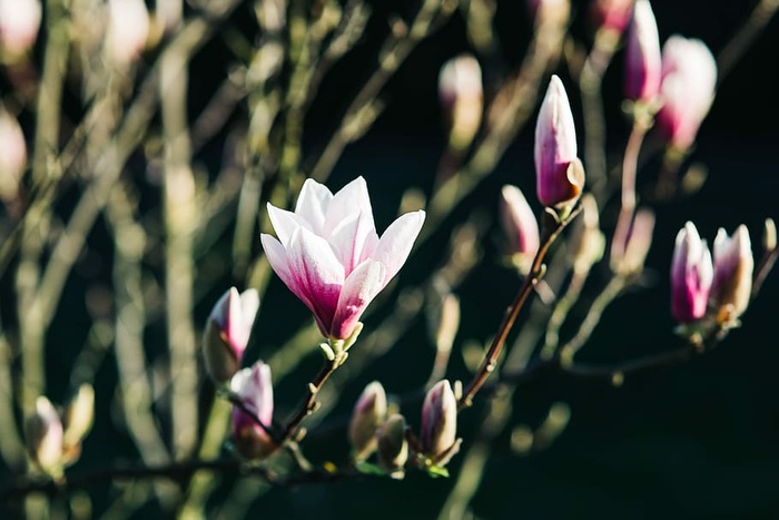 粉色的春花