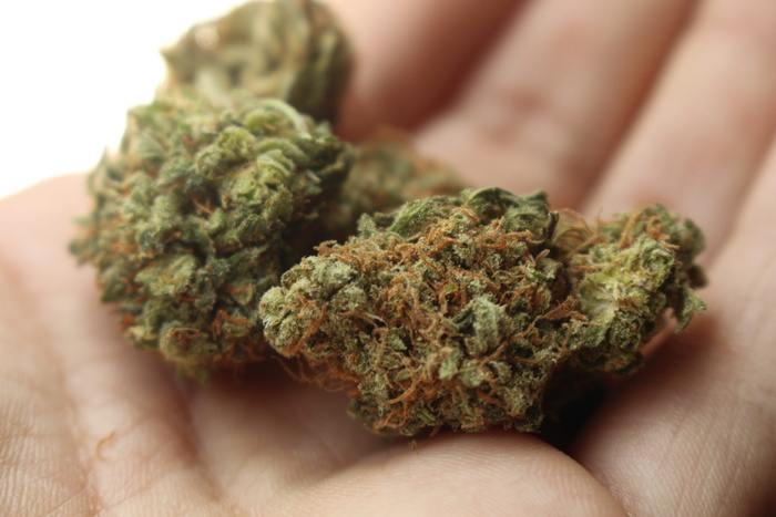 人，持有，大麻芽，大麻，大麻，大麻，斯通纳，大麻