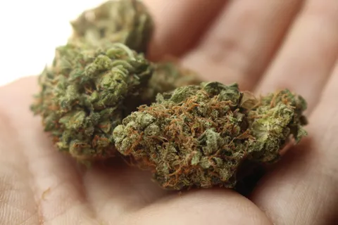 人,持有,大麻芽,大麻,大麻,大麻,斯通纳,大麻 人,持有,大麻芽,大麻,大麻,大麻,斯通纳,大麻