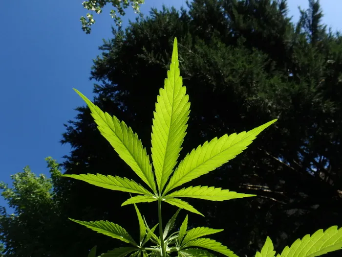 蠕虫, 眼睛视图, 绿色, 叶菜类, 植物, 大麻, 大麻, 大麻