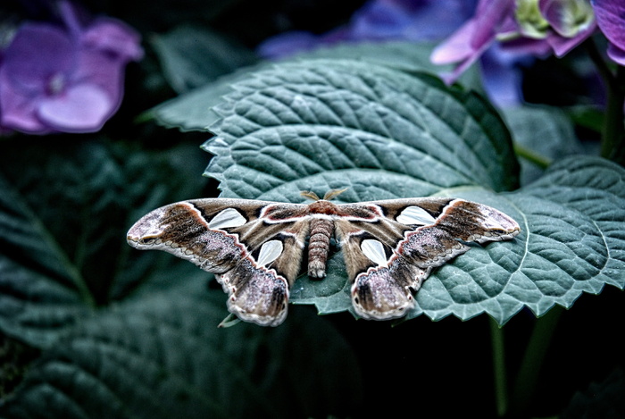 attacus，atlas，蛾子，蝴蝶，苍蝇，亚热带，森林，亚洲