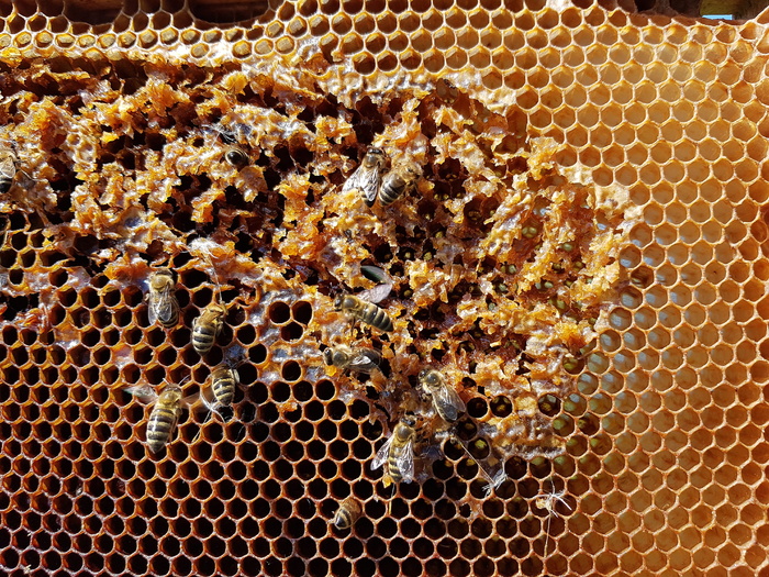 蜂巢，蜜蜂，蜂蜜，昆虫，自然，蜂巢结构，养蜂，蜂蜜生产