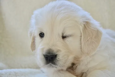 金色小狗,眨眼狗,小狗,金色寻回犬,犬种,家养,宠物,一种动物 金色小狗,眨眼狗,小狗,金色寻回犬,犬种,家养,宠物,一种动物