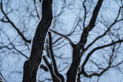 俄罗斯，莫斯科，雪，晚上，树枝，天空，蓝色，冬天