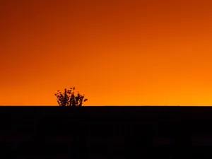 黎明，黄昏，自然，户外，植物，剪影，天空，日出