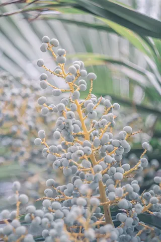 雅尔塔，水果，浆果，棕榈，树枝，热带，树叶，生长