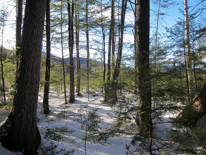 森林，风景，自然，树木，树林，树木，户外，风景