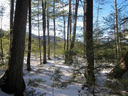 森林，风景，自然，树木，树林，树木，户外，风景