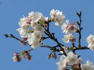 梅花，花，梅花，树，植物，自然之美，开花植物，脆弱