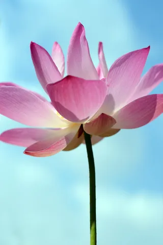 flora、flower、nature、lotus、summer、pure、clean、garden