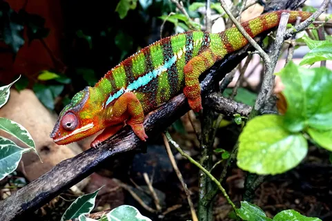 美国, 纽波特, 动物, 水族馆, 变色龙, 动物园, 蜥蜴, 动物主题