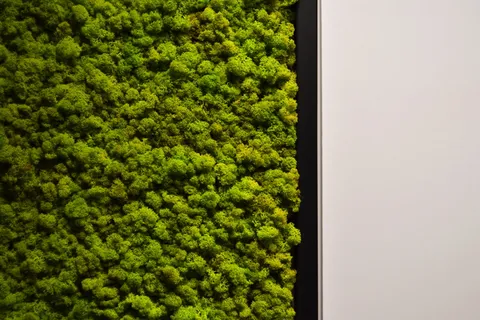 苔藓，植物，绿色，墙壁，室内，自然，美丽，白色