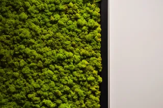 苔藓，植物，绿色，墙壁，室内，自然，美丽，白色