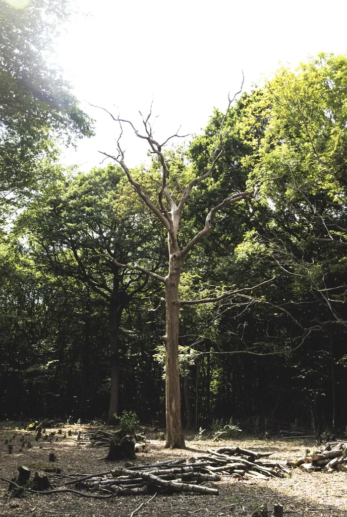 英国里士满，伦敦里士满公园，美丽，很棒，酷，有趣