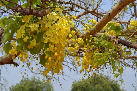 树，树枝，自然，叶子，植物群，晴朗，明亮，夏天