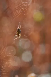 无脊椎动物，动物，野生动物，一种动物，野生动物，动物主题，昆虫，特写
