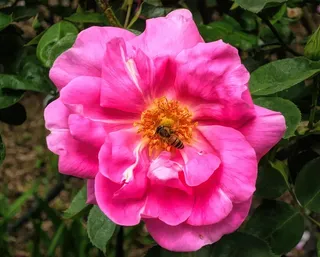 花，植物群，蜜蜂，粉色，自然，开花植物，自然之美，脆弱