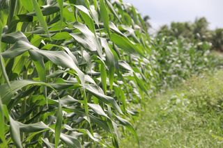 绿玉米、作物、灌溉、玉米、蜥蜴、圣约翰、朱尼纳节、植物