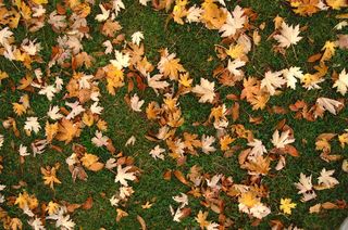 树叶，树叶，秋天，自然，秋天，地面，温暖，背景