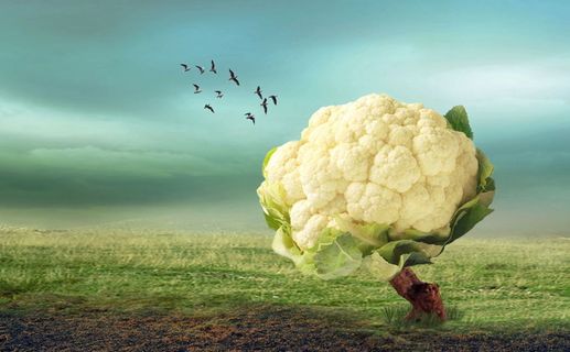 幻想、花椰菜、草、动物主题、动物、飞行、动物群、云天