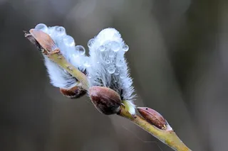 特写照片，花瓣花，露水，柳絮，露珠，春天，牧场，自然