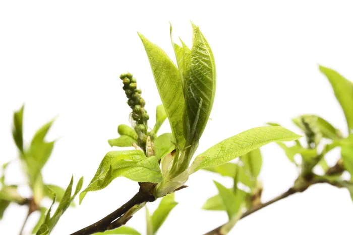 植物, 植物, 叶子, 新鲜, 绿色, 增长, 草本, 草药