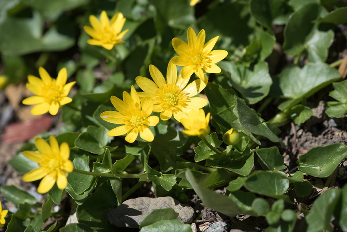 celandine，黄色，黄色花朵，花朵，春天的花朵，黄色春天的花朵，花园，在花园里