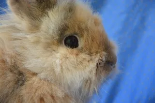 侏儒兔，头部轮廓，眼睛，胡须，动物，家畜，附着，兔狮子头