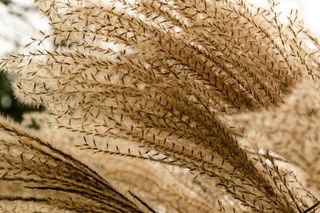 竹子草编辑此页面，草，草，芒，芒，花园，金，金黄色