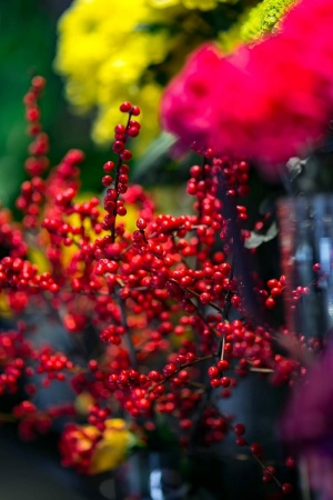 红色罗文，花色艳丽