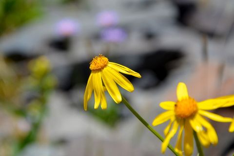 花, 自然, 宏, 春天的花朵, 植物, 鲜花, 叶子是, 春天