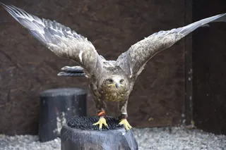 鹰，猎鹰，鸟，苍蝇，天空，树，森林，动物