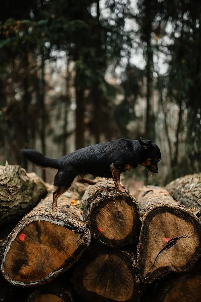秋天在雾天向森林走去