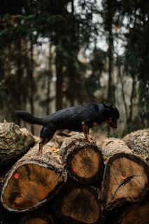 秋天在雾天向森林走去