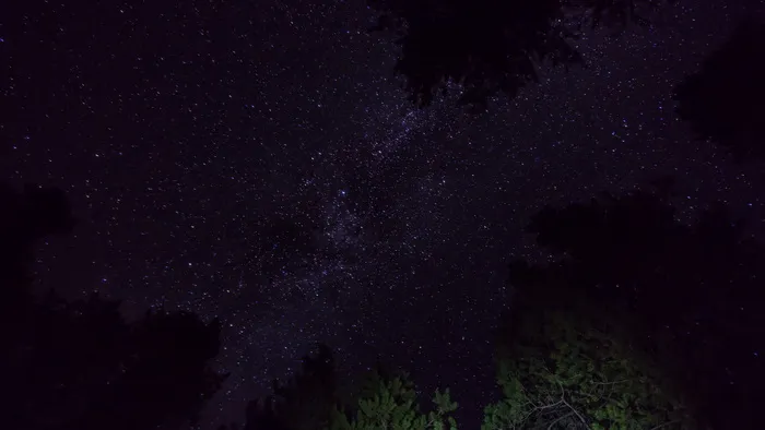 星星下的树，黑色，温菲尔德，美国，夜晚，户外，天文学，太空