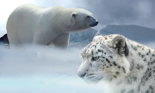 北极熊，白，黑，虎，豹，雪，北极熊