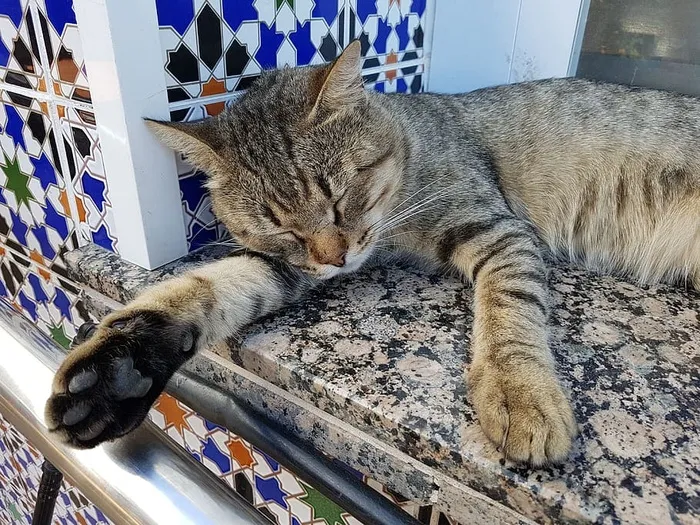 午睡，猫，梦，休息，平静，耳朵，猫，家猫