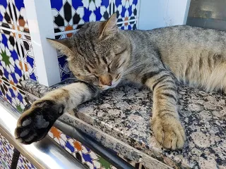 午睡，猫，梦，休息，平静，耳朵，猫，家猫