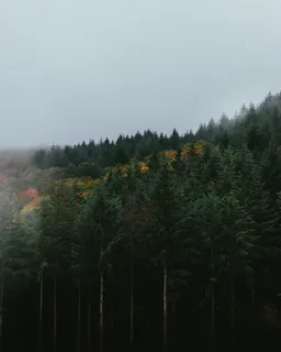 绿叶树的选择性聚焦摄影 绿叶树的选择性聚焦摄影