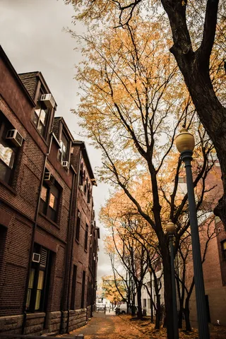 棕色混凝土建筑附近的黄叶树