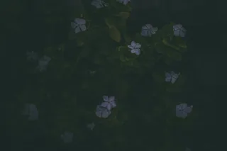 有绿色茎的紫色小花