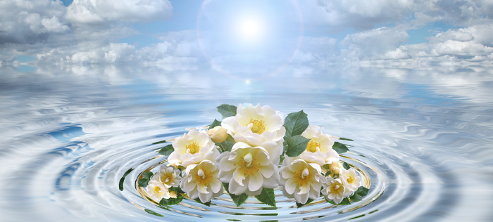 波, 花, 花束, 同心, 波浪圈, 水, 圈子, 环