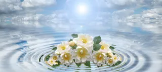 波, 花, 花束, 同心, 波浪圈, 水, 圈子, 环